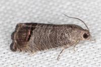 Cydia pomonella