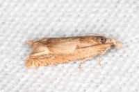 Eucosma