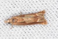 Eucosma