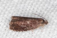 Grapholita funebrana