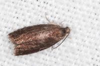 Grapholita funebrana