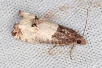 Notocelia roborana