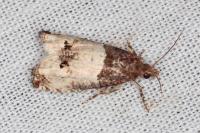 Notocelia roborana