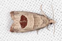 Notocelia uddmanniana