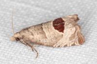 Notocelia uddmanniana