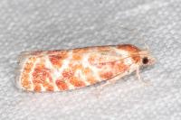 Rhyacionia pinicolana