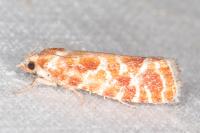 Rhyacionia pinicolana