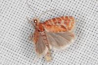 Rhyacionia pinicolana