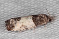 Spilonota ocellana