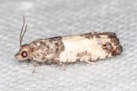 Spilonota ocellana
