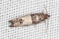 Spilonota ocellana