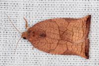 Archips podana
