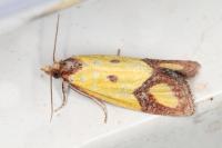 Agapeta zoegana