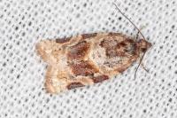 Argyrotaenia ljungiana