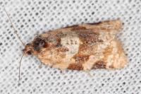Argyrotaenia ljungiana