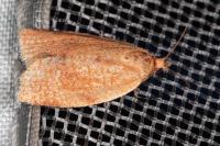 Clepsis consimilana