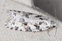 Eana penziana