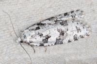 Eana penziana