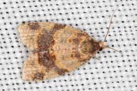 Epagoge grotiana