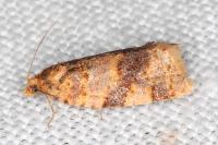Epagoge grotiana