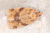 Epagoge grotiana