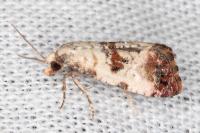 Neocochylis hybridella