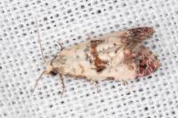 Neocochylis hybridella