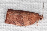 Pandemis heparana