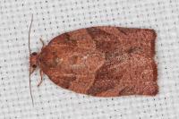 Pandemis heparana