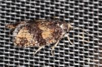 Ptycholomoides aeriferanus