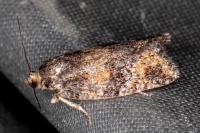 Ptycholomoides aeriferanus
