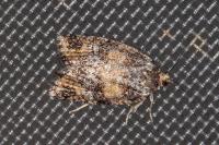 Ptycholomoides aeriferanus