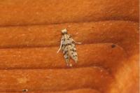 Eumasia parietariella