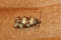 Aethes tesserana