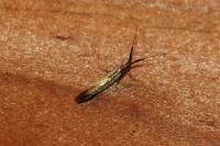 Coleophora