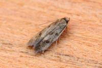 Borkhausenia
