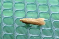 Tischeria