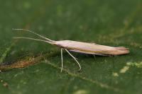 Coleophora oriolella