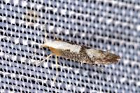 Argyresthia spinosella
