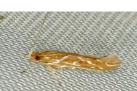 Pyroderces argyrogrammos