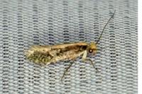 Monopis crocicapitella