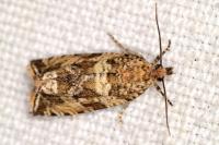 Celypha cespitana