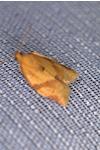 Clepsis consimilana