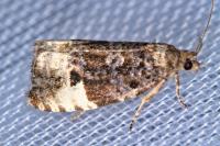 Hedya pruniana