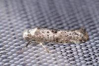 Paraswammerdamia albicapitella