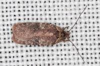 Agonopterix purpurea