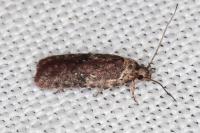 Agonopterix purpurea