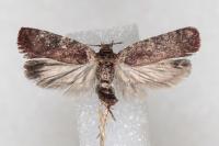 Agonopterix purpurea