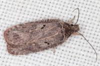 Agonopterix rutana