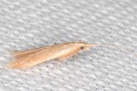 Coleophora flavipennella